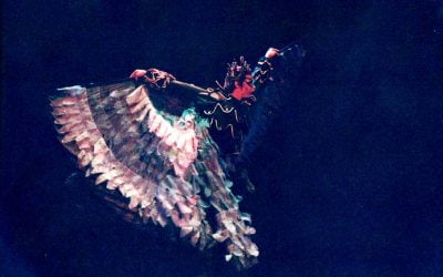 El lago de los Cisnes un Rey Pájaro